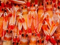 PESCA XXI (2)